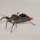 wheel bug photoshop contest